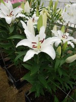 [5522 PO22 Snowman No101.JPG]